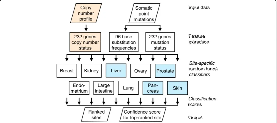 Fig. 1 Classifier outline. Somatic point mutation data is used to determine the mutation status of a set of cancer genes and to calculate thedistributions of 96 classes of base substitutions