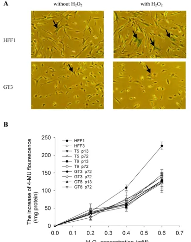 Figure 5H2O2-induced senescence in G6PD-deficient fibroblastsH2O2-induced senescence in G6PD-deficient fibroblasts
