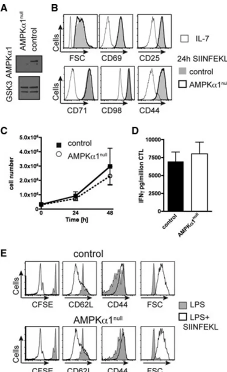 Figure 1. AMPKα1null T cells activate, proliferate, and function nor-mally. (A) Immunoblot analysis of total AMPKα1 and GSK3 in con-trol and AMPKα1null CD4 thymocytes, two experiments