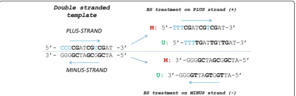 Fig. 2 The MSP-HTPrimer sequence: the principle of in silico deamination workflow. The MSP-HTPrimer pipeline takes into account that deamination ofdouble-stranded native DNA (left) results in four different template sequences (right) for primer design