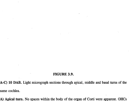 FIGURE 3.9.A-C) 10 DAB. Light micrograph sections through apical, middle and basal turns of the 