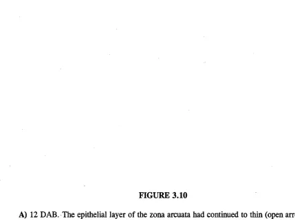 FIGURE 3.10A) 12 DAB. The epithelial layer of the zona arcuata had continued to thin (open arrow) 