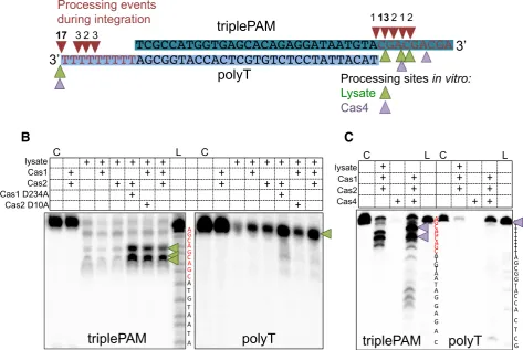 Figure 7. Prespacer processing is influenced by PAM sequences. (first lane is a control without protein (C) and an A+G ladder (L) was also loaded for each labelled species