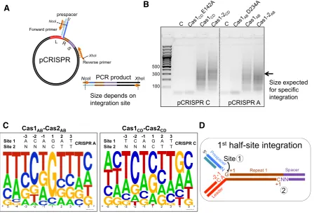 Figure 3. Identifying sequence motifs at Cas1–Cas2 integration sites. (sites. An integration reaction into the pCRISPR C or A plasmids was performed with Cas1–2A) Schematic of the SPIN (spacer integration) assay used to amplify integration or Cas1–2 and a prespacer with 5 nt 3′ single-stranded