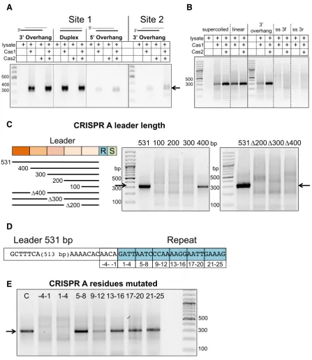 Figure 5. DNA requirements for specific integration. (3A) SPIN assays carried out with prespacers with a 29 bp duplex region and either blunt ends or′ or 5′ single-stranded ends (5 nt) (Duplex, 3′ overhang, 5′ overhang (Table 1)), Cas1–2AB and lysate, as i