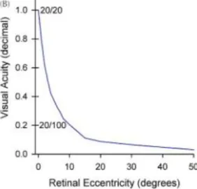 Figure 4 The relationship between  the "eccentric displacement of an  image from the central fovea [12]" 
