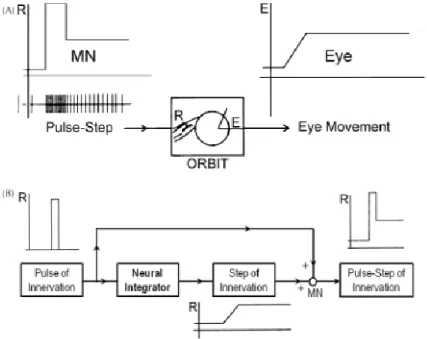 Figure 5 Burst neural activity leads to activated motor  neurons which results in eye movement