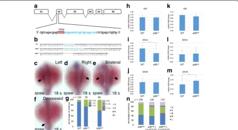 Fig. 6 Generation ofembryos displayed left (L), right (R), decreased (D) or bilateral (B) expression ofklf8 klf8 mutants by CRISPR-Cas9 gene editing and the effect on spaw expression