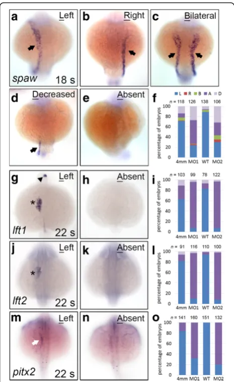 Fig. 2 Genes encoding Nodal signalling components exhibiteddecreased or abolished expression in klf8 morphants