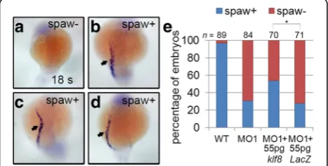 Fig. 3 Reduced spaw expression in klf8 morphants was partiallyrescued by co-injection of klf8 mRNA