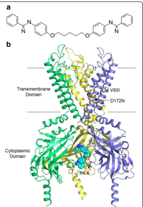 Fig. 1 asubunits are shown in side view; the fourth is removed for clarity.The location of mutations V93I (M1 helix) and D172N (M2 helix) aredepicted in spheres representation
