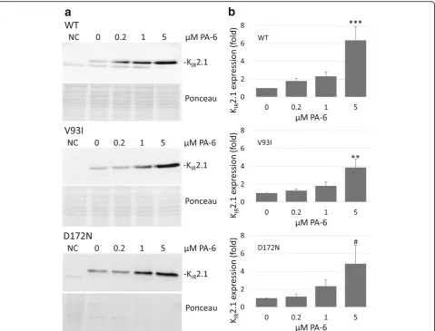 Fig. 4 PA-6 application for 24 h increases WT, V93I and D172N KIR2.1 channel expression