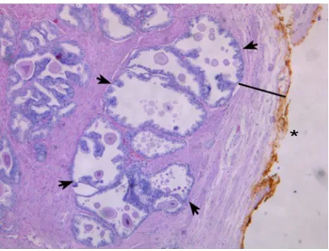 Figure 2 h&e staining.