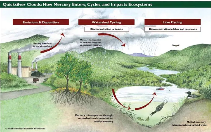 Figure 1. How mercury enters, cycles, and impacts ecosystems (from Mercury Matters: Linking Mercury Science with Public Policy 
