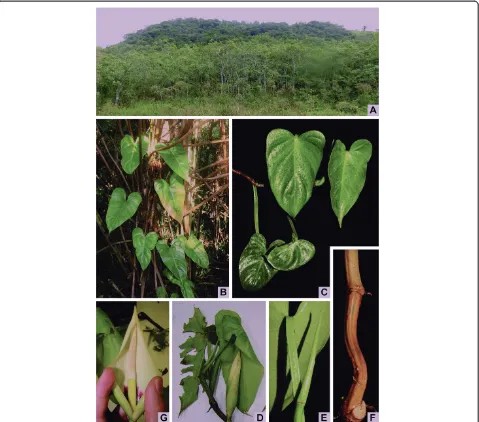 Figure 2 Habitat and morphology ofpre-anthesis and a leaf ripped. Philodendron luisae