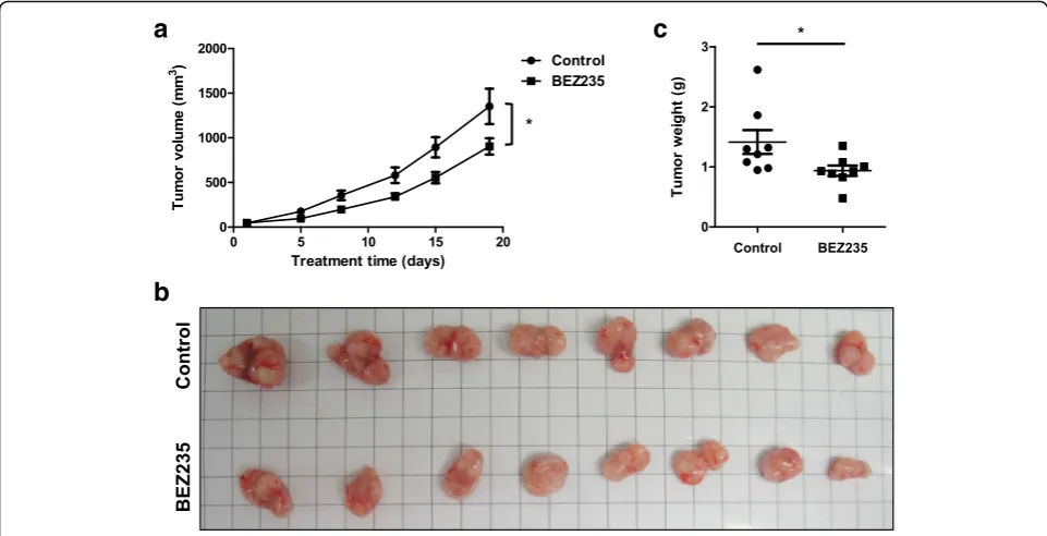 Fig. 4 BEZ235 exerts antitumor effects in vivo in an NSCLC mouse xenograft model.with an H1975 cell xenograft after treatment with vehicle control or BEZ235 for 18 days