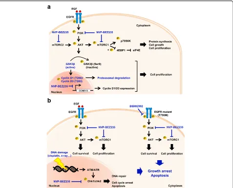 Fig. 7 Models of BEZ235 effects in NSCLC. a A schematic representation showing that NVP-BEZ235 inhibits both PI3K and mTOR signaling induced by RTK,resulting in cell-cycle arrest at G1 phase through transcriptional and proteosome-mediated downregulation of