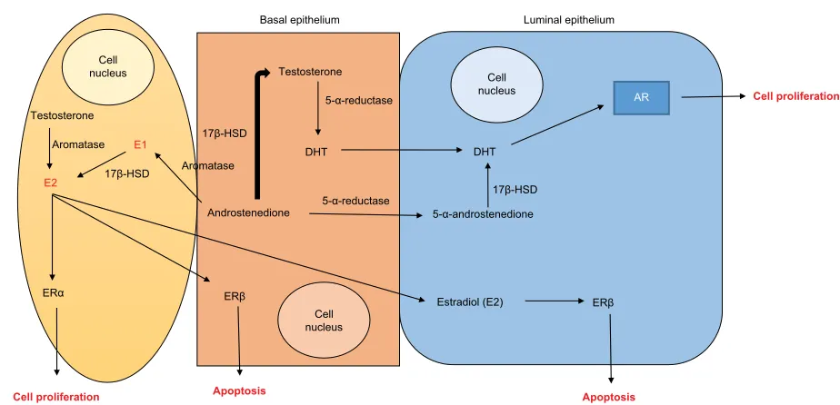 Figure 1 Schematic drawing of the reaction cascade leading to the synthesis of testosterone, dihydrotestosterone, and estradiol from cholesterol.Abbreviations: 3β-HSD, 3β-hydroxysteroid dehydrogenases; 5-α-reductase, 5-alpha-reductase; 17β-HSD, 17β-hydroxysteroid dehydrogenases.