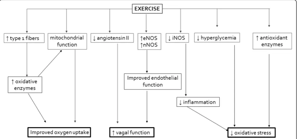 Fig. 1 Exercise-mediated impact on oxygen uptake, oxidative stress, and cardiac autonomic function.stimulation, ↓ downregulation/suppression, ↑ upregulation/ eNOS endothelial nitric oxide synthase, nNOS neuronal nitric oxide synthase, iNOS inducible nitric oxide synthase