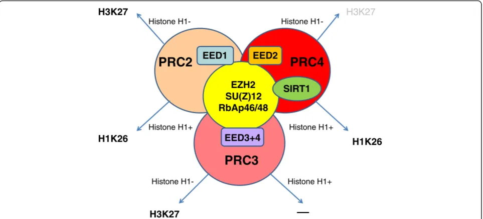 Fig. 1 Association of PRC-EZH2 complexes with different EED isoforms in the presence (H1+) or absence (H1−) of linker histone H1 directs EZH2-mediated methylation towards H3K27 or H1K26