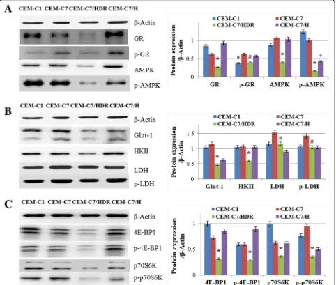 Fig. 4 Expression of GC-resistance- and hypoxia-associated proteins in CEM-C7/HDR.Actin