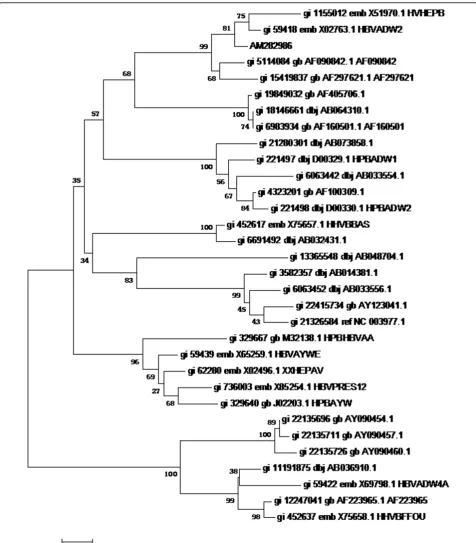 Figure 2 Phylogenetic tree map of HBV S gene sequencingInclude. 32 HBV genomes of eight different genotypes were sequenced by HBV S genesequencing, and software MEGA4 was used to analyze these genomes to get the phylogenetic trees of HBV S gene sequencing
