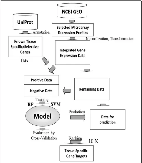 Figure 1 Schematic diagram of the approach for predicting tissue-specific genes.