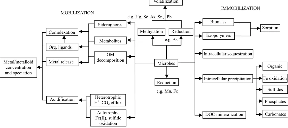 Figure 1. Processes involved in microbial mobilization and immobilization of metals and metalloids in soil (modified from Wengel [9])