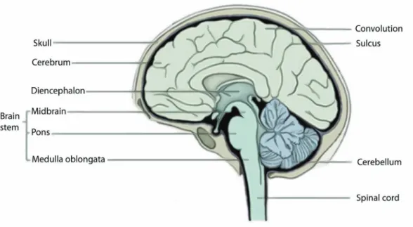 Figure 5: The brain, with the cerebrum, cerebellum and brain stem. 