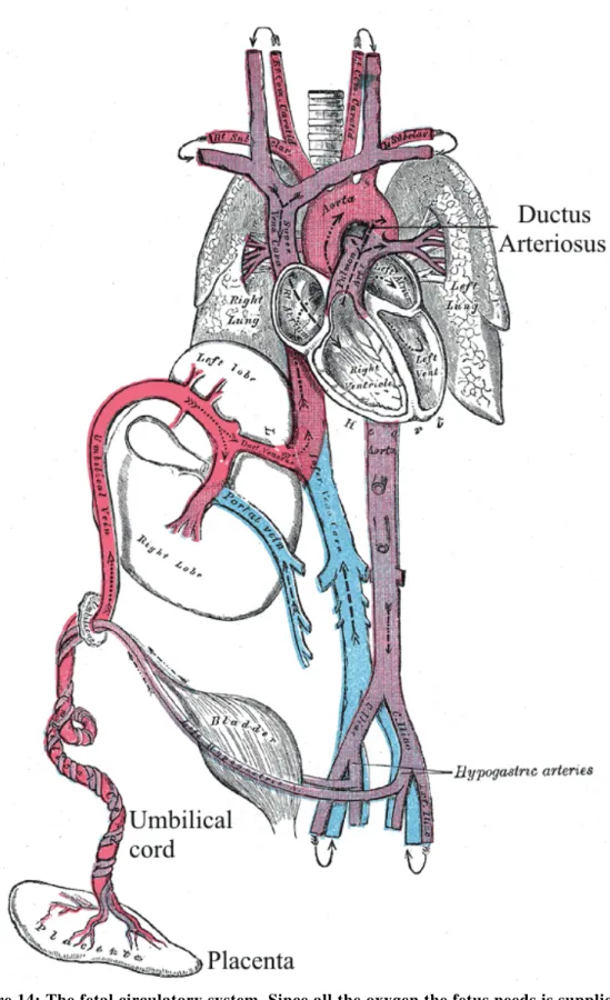 Figure 14: The fetal circulatory system. Since all the oxygen the fetus needs is supplied by  the mother via the placenta and the umbilical cord, the lungs are not vital for gas  exchange before birth, and the blood is partly allowed to bypass them through