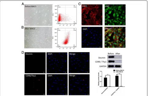 Fig. 3 Purification and identification of cavernous endothelial cells. The cobblestone-like morphology of the corpus cavernosum endothelial cellsCD31 + after MACS increased significantly to 95.32 ± 0.38% (positive (green) in the cytoplasm ((a and b)