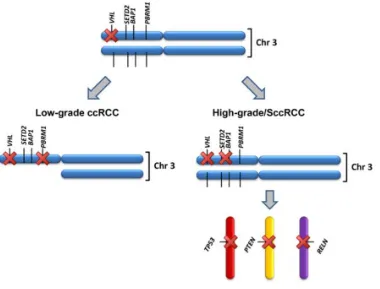 Figure 3. Distinct molecular pathogenesis for low grade ccRCC and sarcomatoid RCC(20)