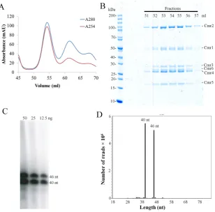 Figure 1. Purification of a tagged native effector complex of Cmr–size exclusion chromatography