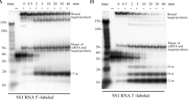 Figure 4. Disassociation of target RNA and cleavage products from the Cmr–� complex. RNA cleavage was conducted as described in Figure 3 andsamples withdrawn during incubation were analyzed by non-denaturing polyacrylamide gel electrophoresis.