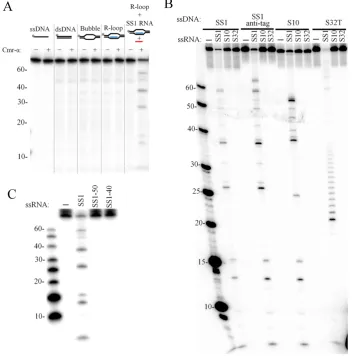 Figure 5. Target RNA activates the ssDNA cleavage activity of Cmr–�. (A) ssDNA, dsDNA, bubble DNA, R-loop and R-loop together with 200 nM ofSS1 RNA were incubated with (+) or without (−) 50 nM of Cmr–�-SS1 for 1 h