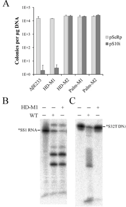 Table 1. ssDNA cleavage with increasing amounts of unlabeled ssDNA substrate