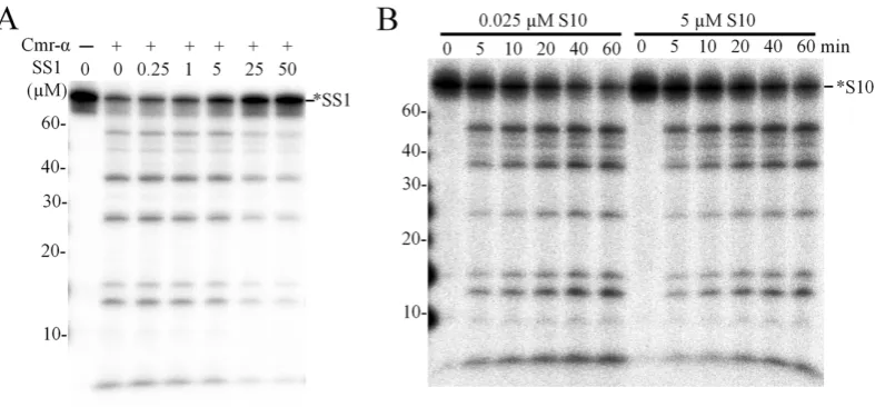 Figure 7. ssDNA substrate accelerated DNA cleavage of Cmr–indicated concentrations, were incubated with 50 nM Cmr–�–SS1