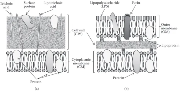 Figure 2.4  Schematic representations of cell structure of bacteria. (a) Gram-positive bacteria: CW: cell wall showing  thick mucopeptide backbone layers covalently linked to peptides, teichoic acids (or teichouronic acid); lipoteichoic  acids (anchored to