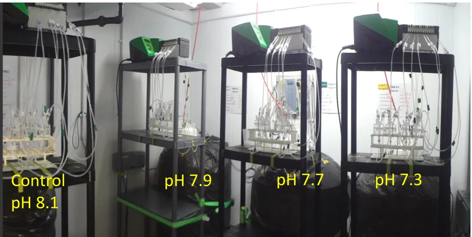 Figure 2. 5 Foraminiferal culturing system connected to the controlled recirculating seawater system