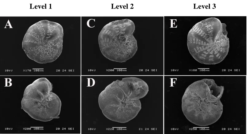 Figure 2. 6 Scanning electron micrographs (SEM) images to illustrate the levels of morphological responses 