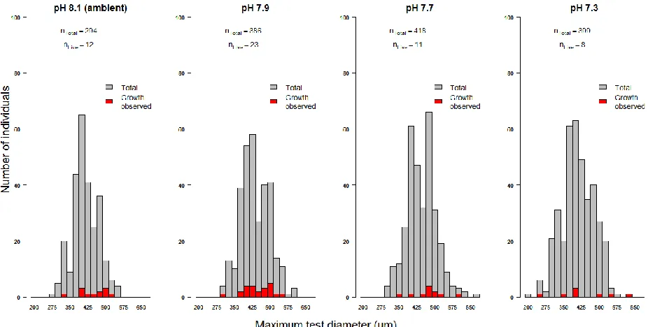Figure 3. 4 The total number of individuals of Elphidium williamsoni sorted into size classes after being 