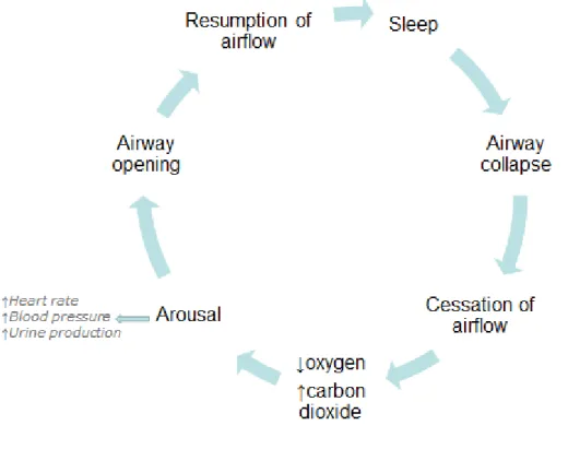 Figure 1.2 The cycle of obstructive sleep apnoea 