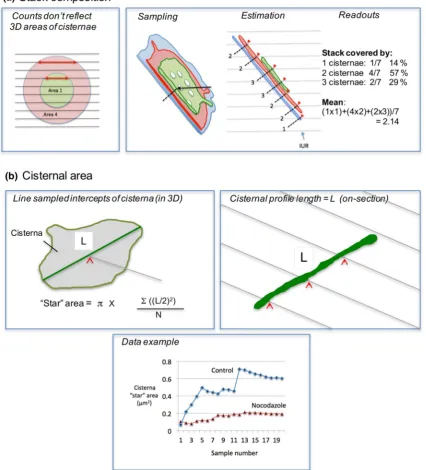 Fig. 6a–c). The volume could be an individual component (e.g. Golgi stack) or it could be a reference volume used to convert organelle surface, volume or number densities 
