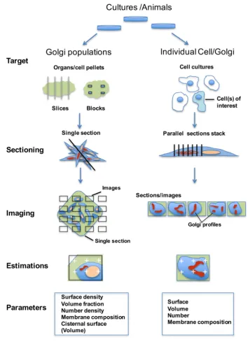 Fig. 2  Sampling strategies allowing the use of single sections or par-allel section stacks