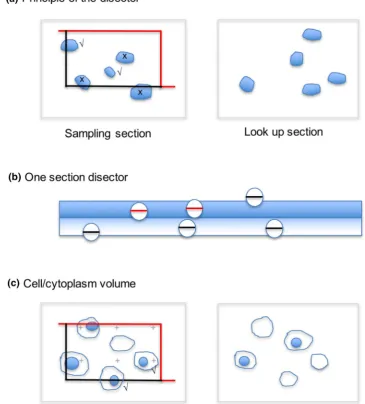Fig. 4  Single section analysis of number and reference volume. TEM, when the section thickness approaches the diameter of the structures (e.g