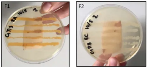 Figure 7. Tissue with sample of Chitosan of high molecular weight. F1 Staphylococcus aureus