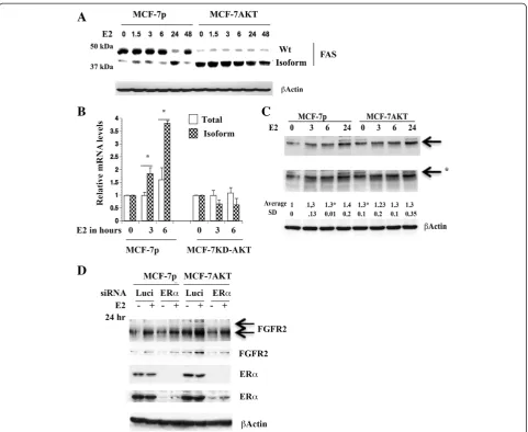 Figure 5 E2-induced changes in FAS and FGFR2 proteins. AsiRNA transfection, cells were additionally treated with ethanol or E2 for 24 hours