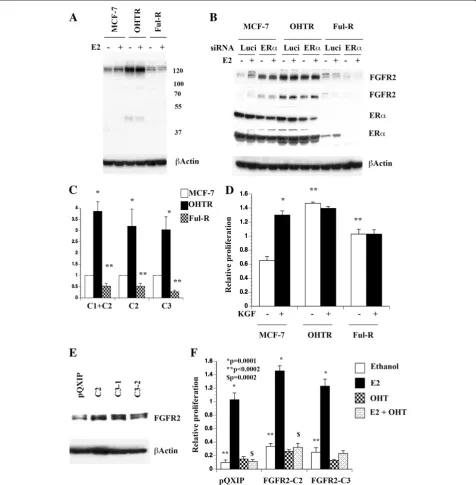 Figure 6 FGFR2 isoforms and anti-estrogen resistance. AMCF-7, OHTR, and Ful-R cells. Cells were treated with KGF for six days and cell proliferation was measured using BrDU-ELISA