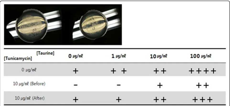 Figure 5 Motility comparison. The extent of worms’ movement was visually compared among various taurine treatments