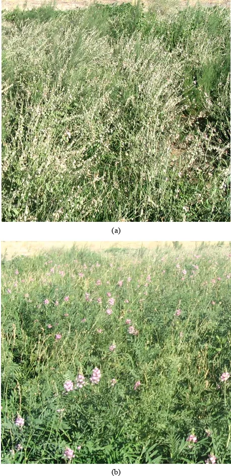 Figure 1. The appearance of Onobrychis chorassanica (a) and Onobrychis transcaucasica (b) plants